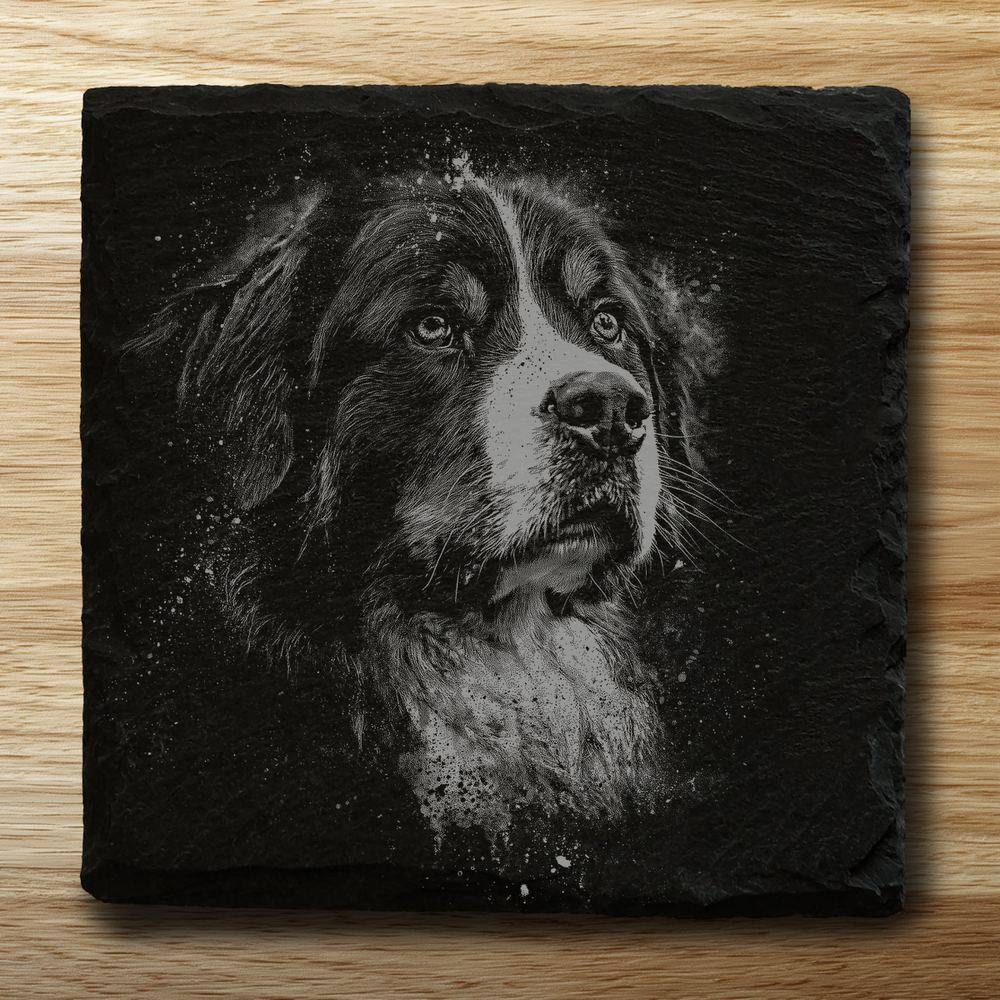 Bernese Mountain Dog