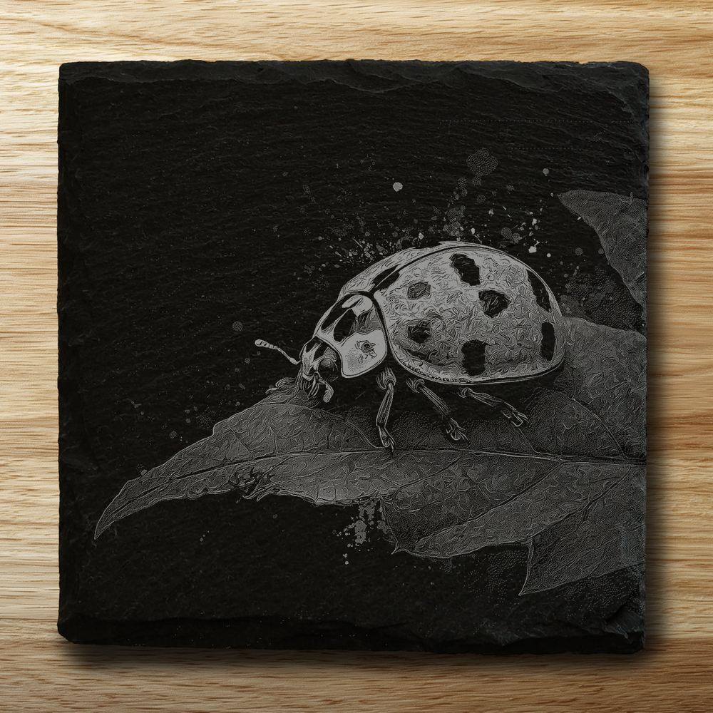 Ladybird
